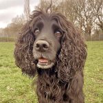 A dog called Biscuit