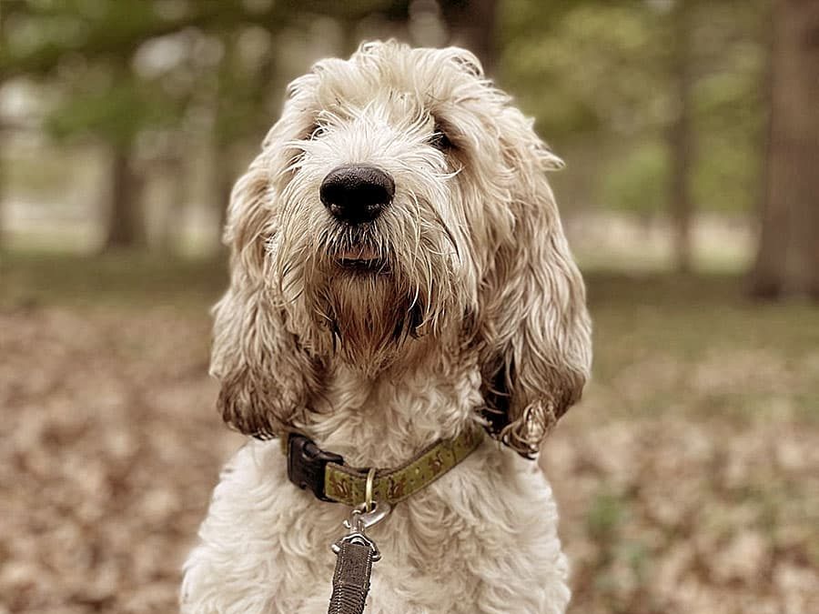 A white dog out for a park walk.