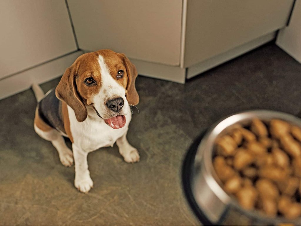 Dog sitter feeding beagle dog