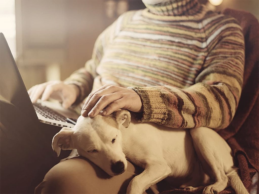 Dog resting comfortably with a dog sitter