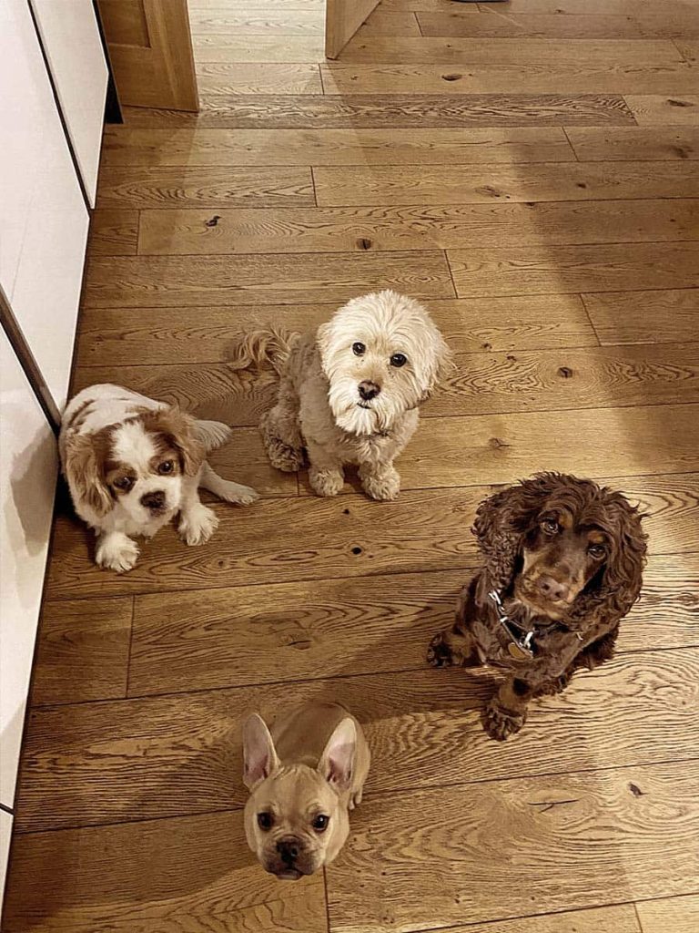 Four dogs being looked after at home