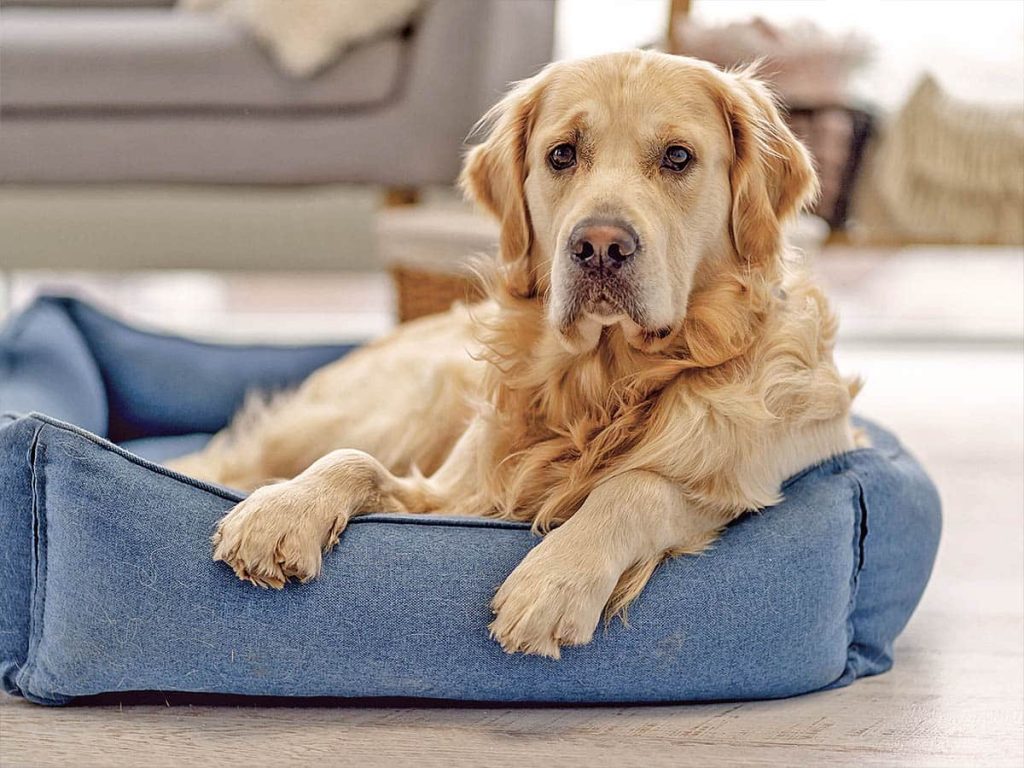 Golden Retriever sitting in a dog bed