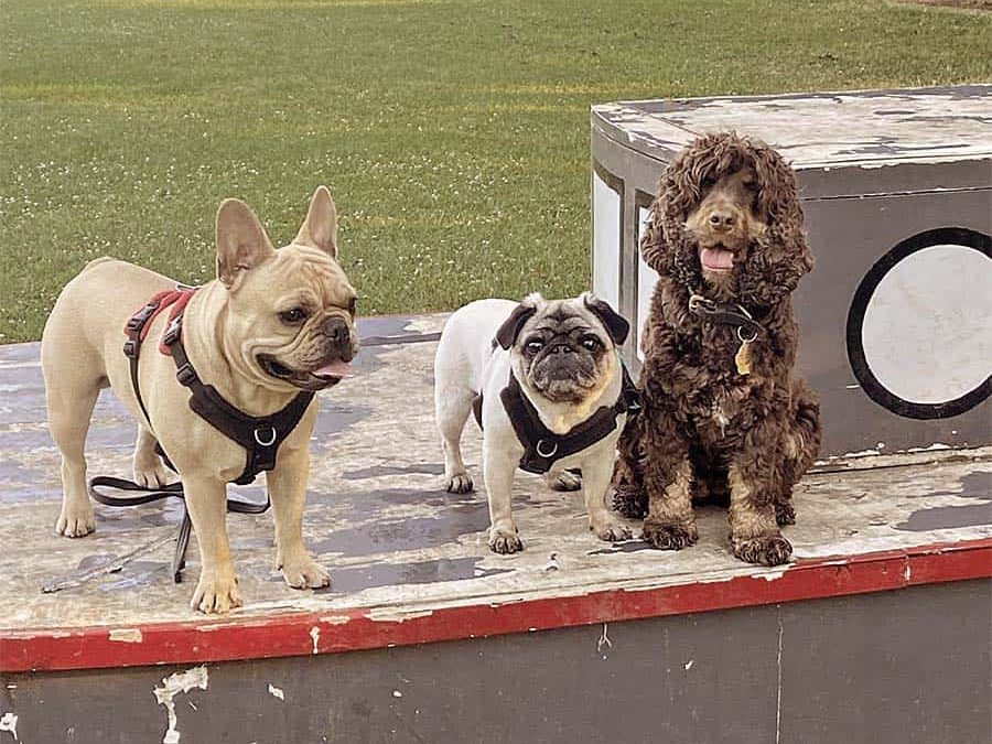 Three dogs on a small model of a boat in the park playground