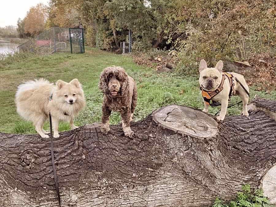 Three dogs standing on a large log in the park.