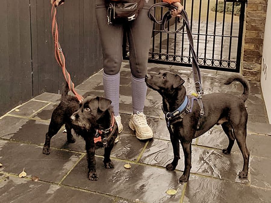 Professional dog walker with two dogs outside house