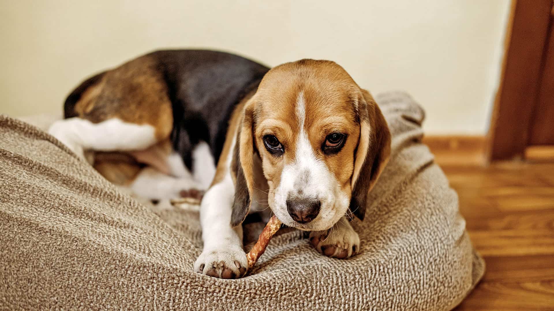 Beagle puppy chewing stick at home