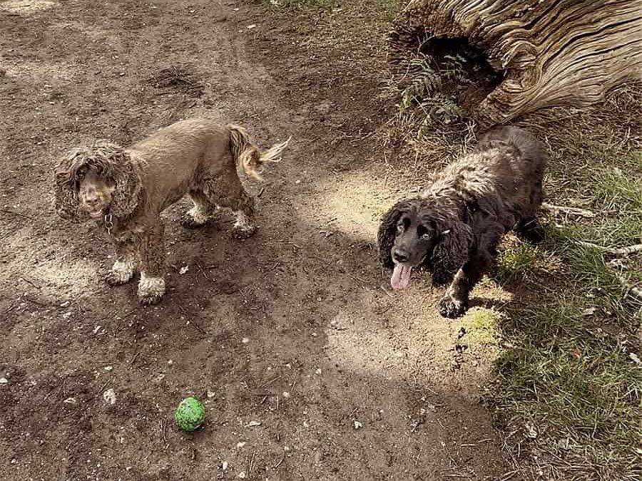 Two dogs in the park playing with a ball