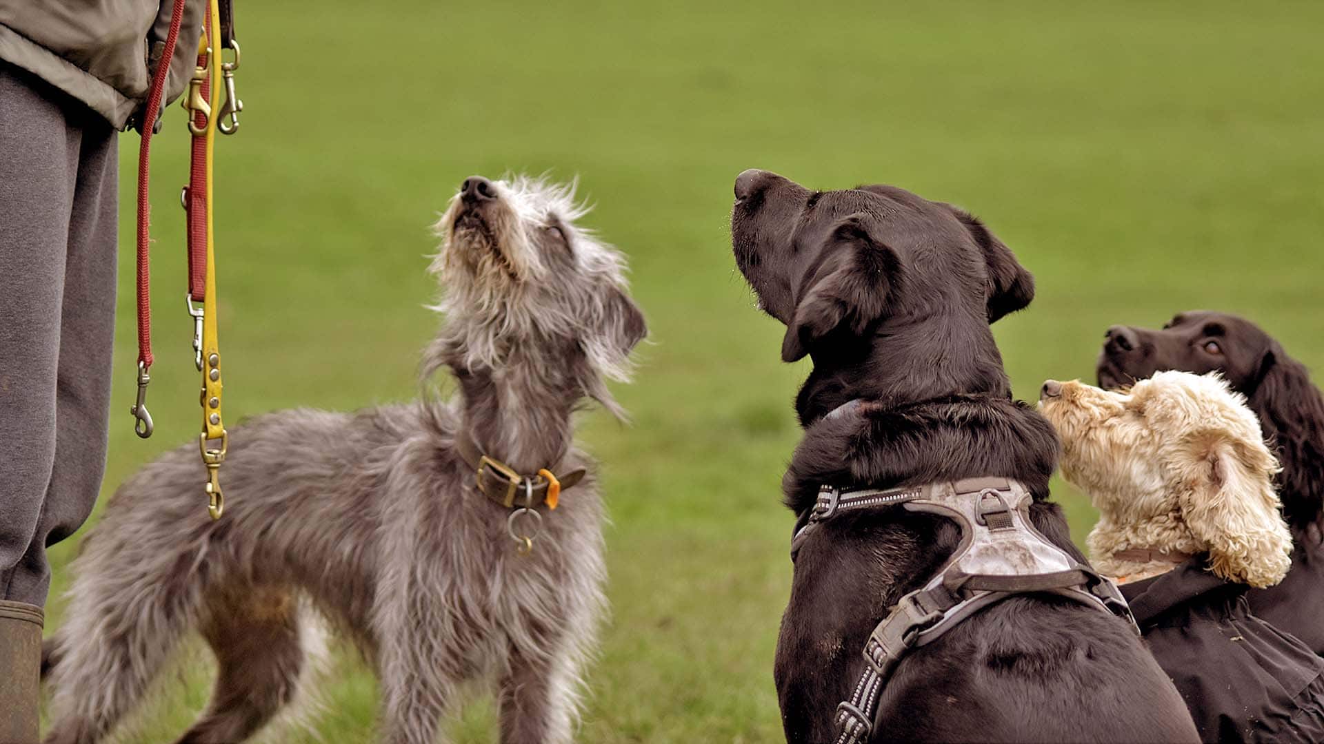 Well behaved dogs with a professional dog walker