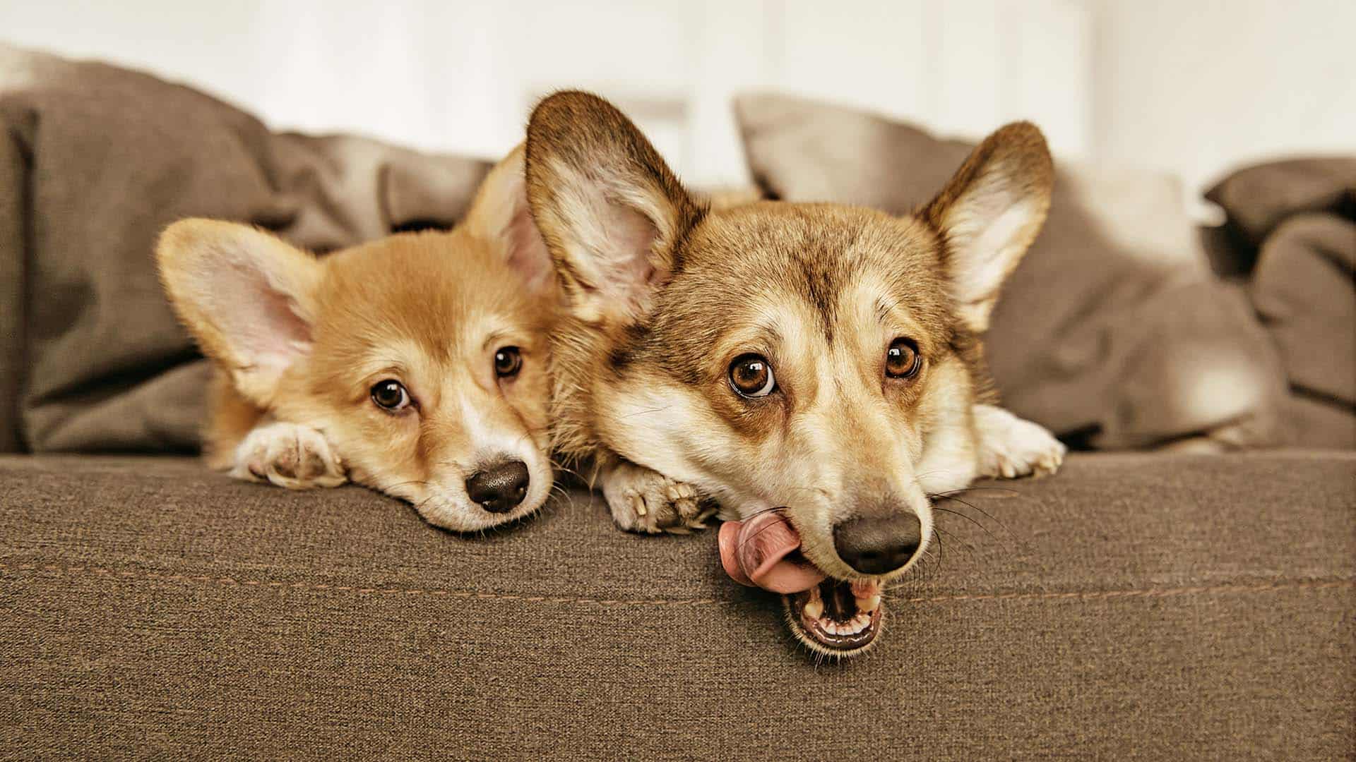 Welsh Corgi dogs laying on sofa at home
