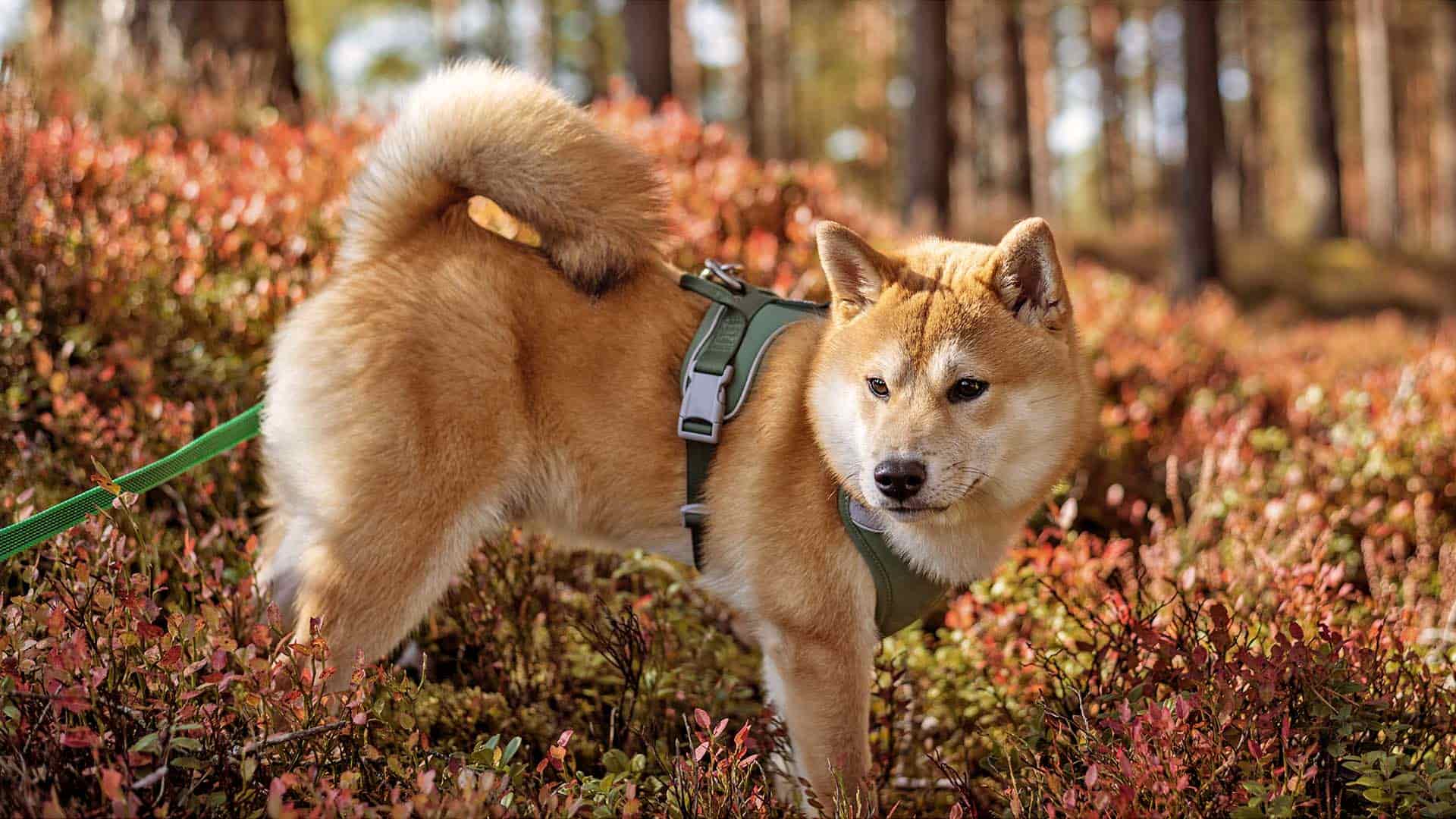 Young dog out for a walk in the park