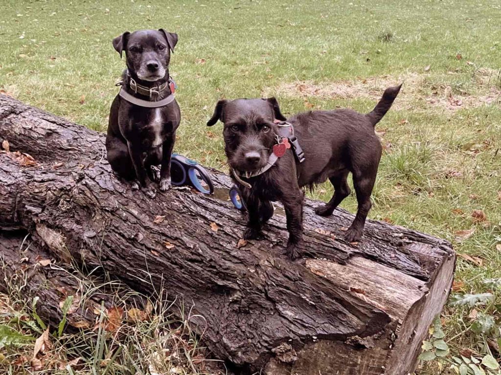 Taken for a walk with our professional dog walker, two dogs resting on a log in the park